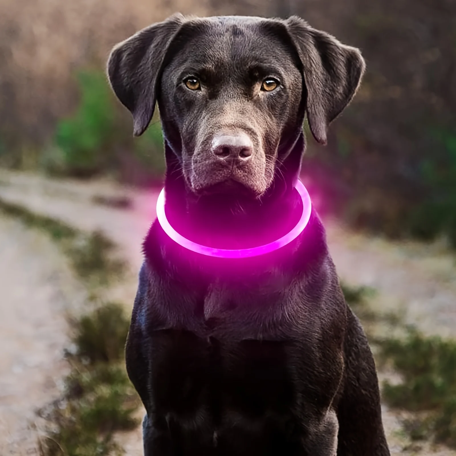 Haustier Hund LED Licht Halsband Leuchtende Anti-Verloren – Bild 3