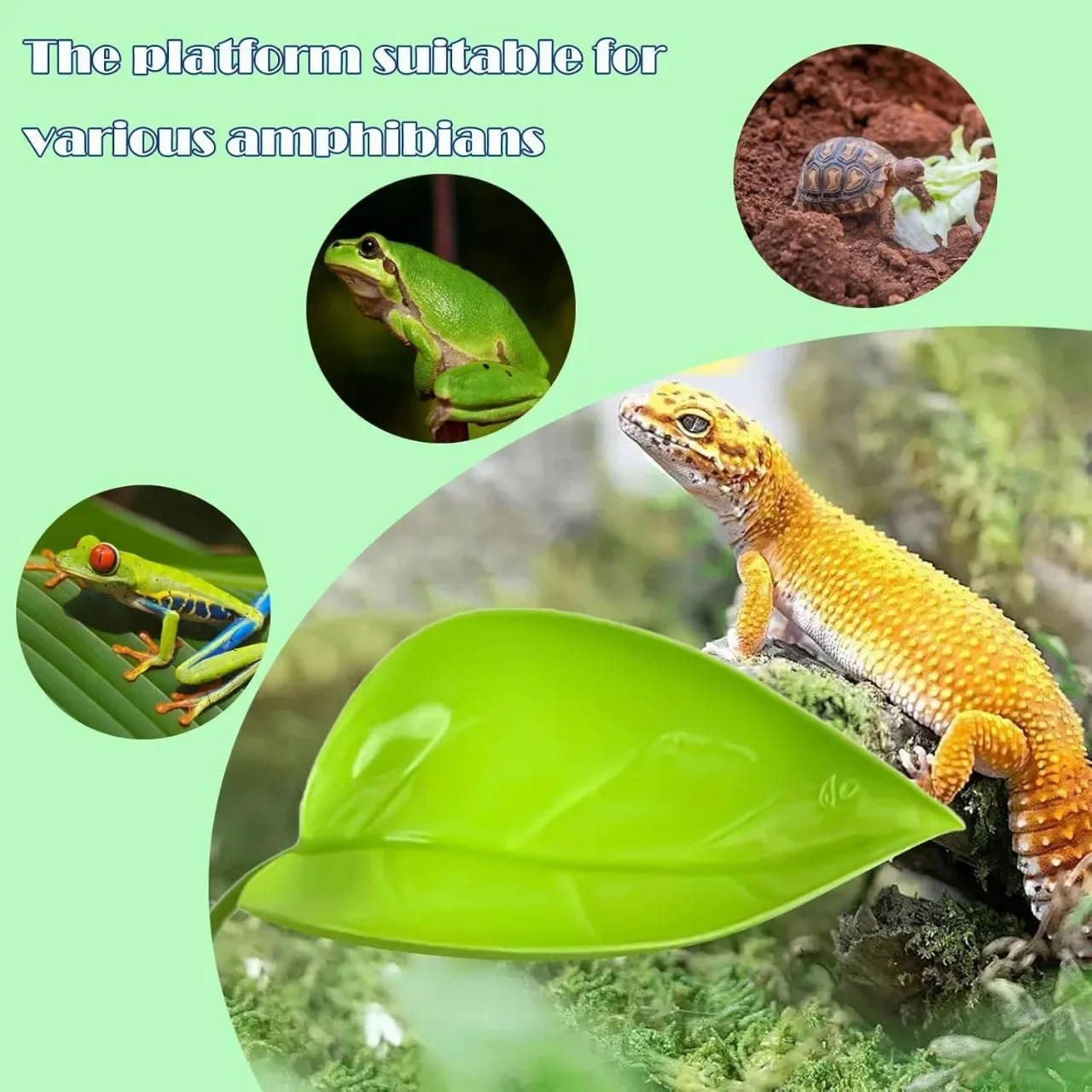 Reptilien-Sonnenliegeplatz Ruhterrasse Frosch-Habitat Blatt – Bild 5