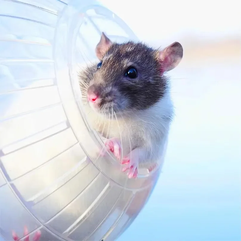 Transparentes Acryl-Hamster-Laufrad, Ausbruchsicher, Klein, Sicher – Bild 4