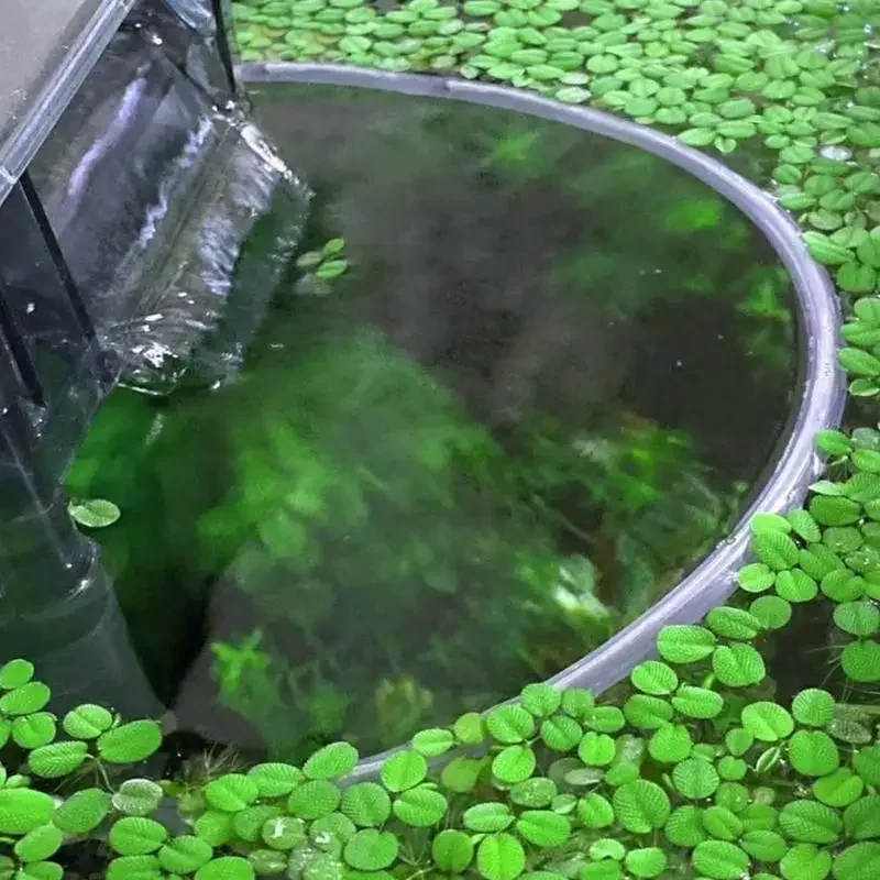 Floating Plant Corral Fish Feeding Ring trennt und schützt schwimmende – Bild 3