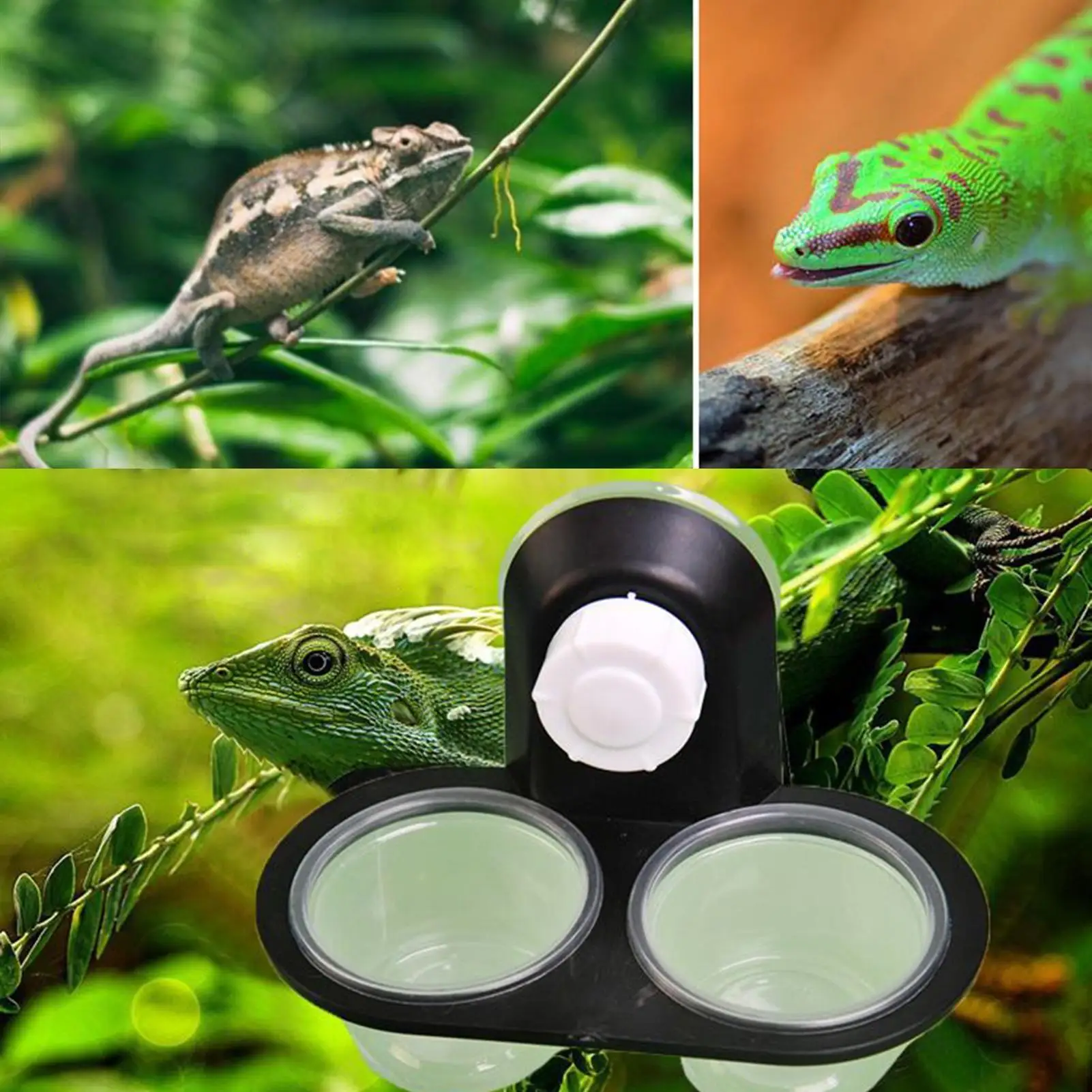 Reptilien-Futter- und Wassernapf mit Saugnäpfen – Bild 4