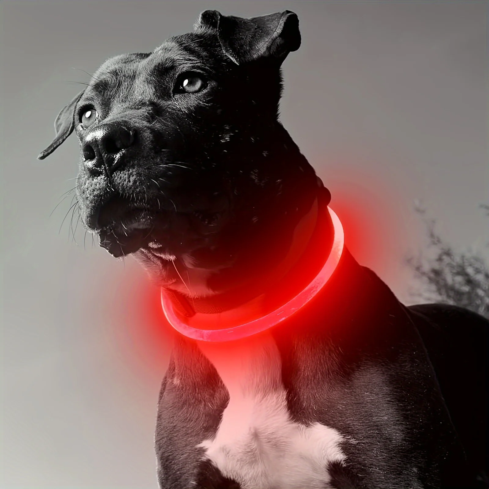 Haustier Hund LED Licht Halsband Leuchtende Anti-Verloren Hundehalsband USB Aufladbare Hunde Halskette