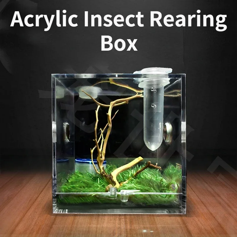 Kleine Reptilien Zucht Box Klar Acryl Käfig Lebensraum Insekten Fütterung Box Terrarium Tank Escape Proof