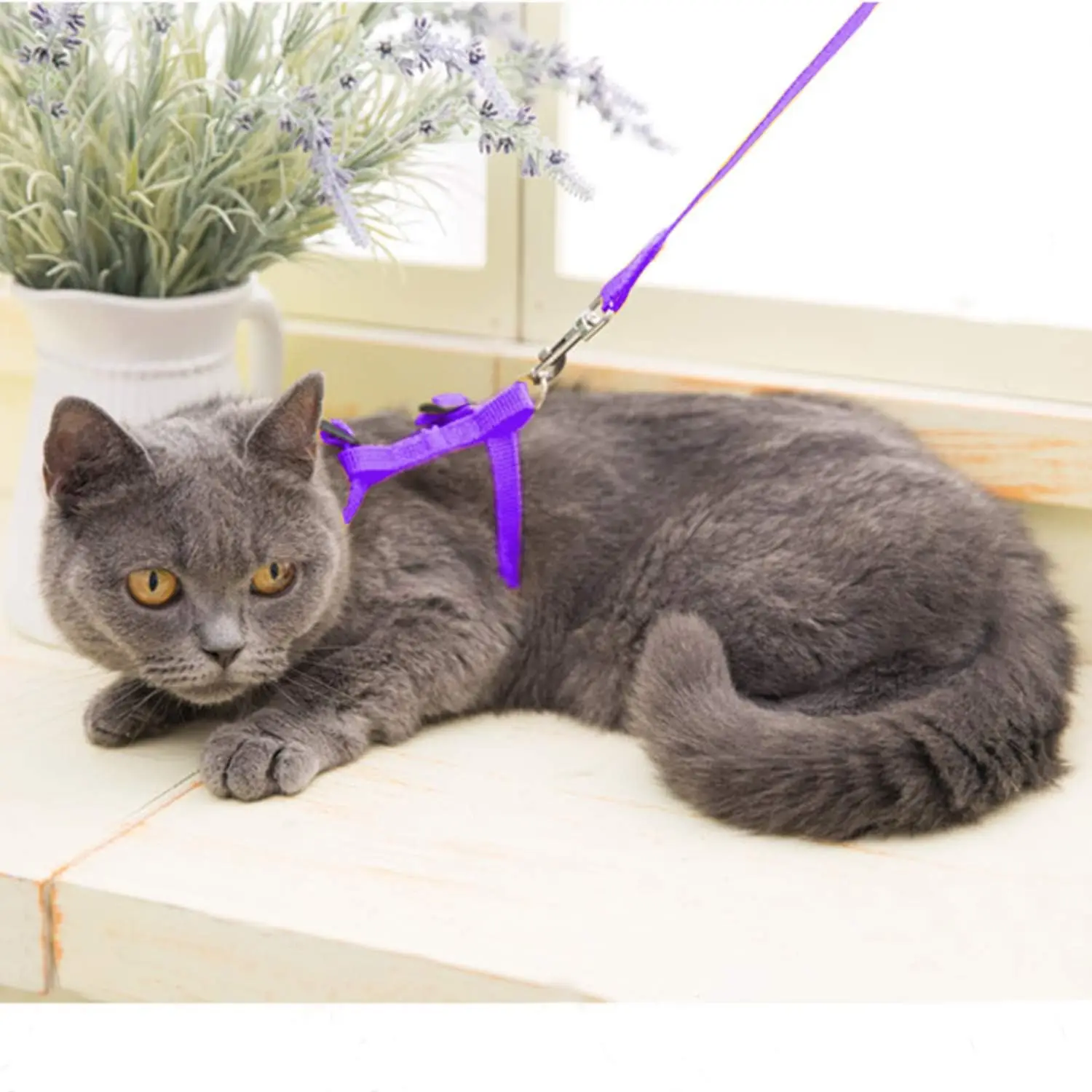 Kätzchen-Katzengeschirr, Leine-Set, zum Gehen, auslaufsicher – Bild 4