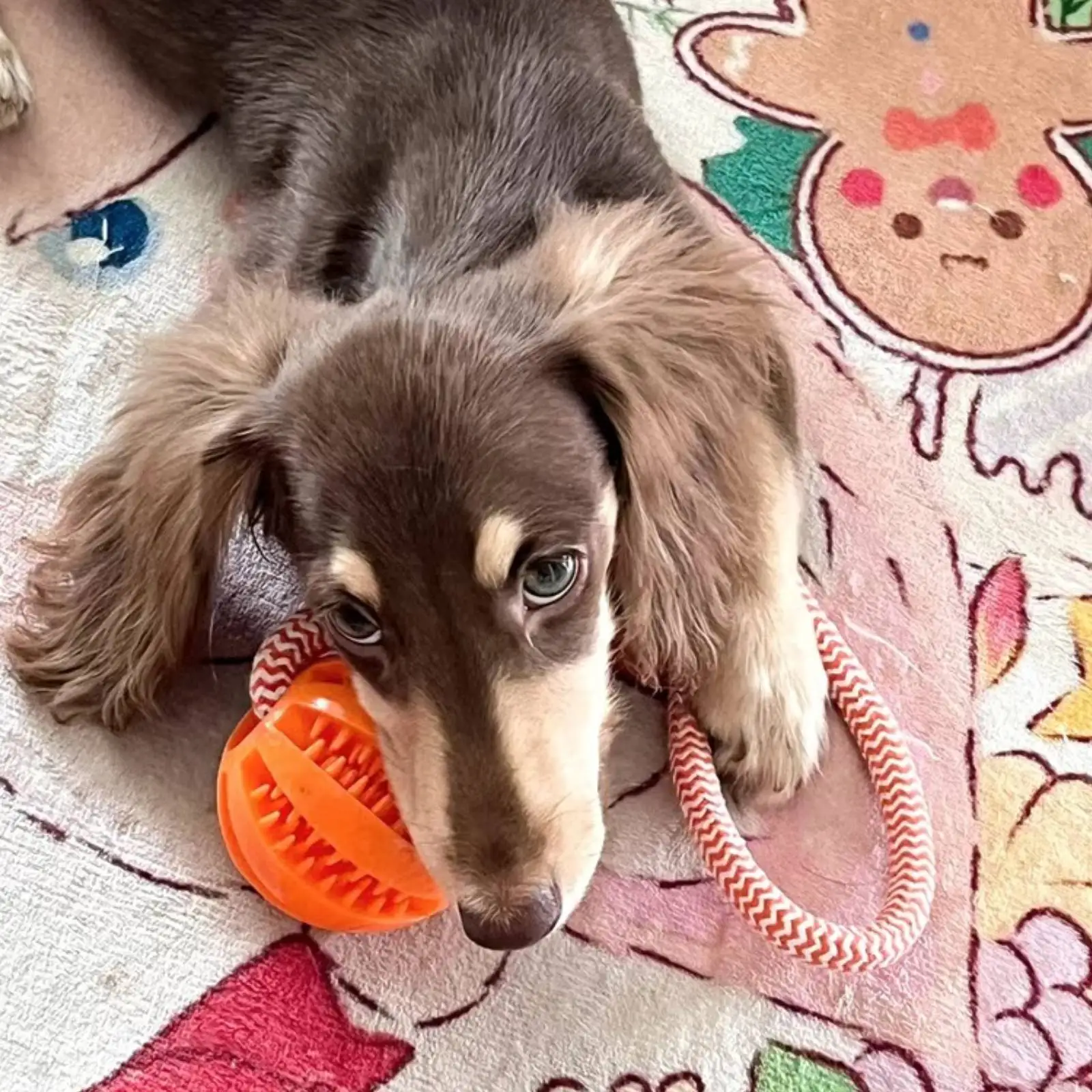 Hundespielzeug Bissresistentes Baumwollseil Handgehaltener – Bild 6